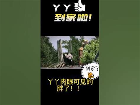 大熊猫丫丫抵达北京动物园，被竹子包围的丫丫肉眼可见的胖了！-动物视频-搜狐视频