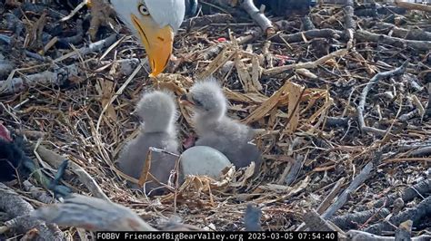 The famous bald eagle nest live cam is back and we have 3 baby eaglets ...