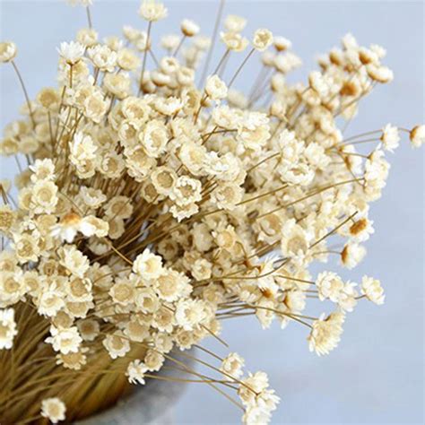 Buy 200 Stems Natural Dry Flowers Brazilian Small Star Daisy Decorative ...
