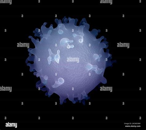 Image result for Monocyte Electron Microscope