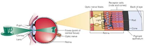 Image result for Visual Perception of Brightness