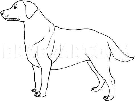 Image result for How to Draw a Labrador Step by Step