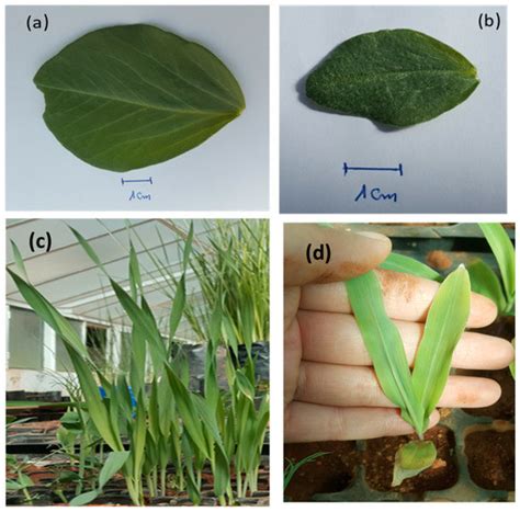 Sustainability of Coastal Agriculture in the Face of Soil Degradation ...