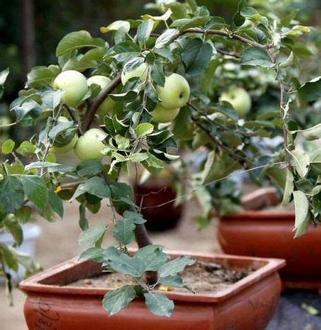 在阳台上栽种盆栽水果，这两种果子甜美的品种不容错过__凤凰网