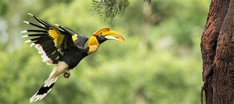 Hunters turn protectors of threatened hornbills in North East India
