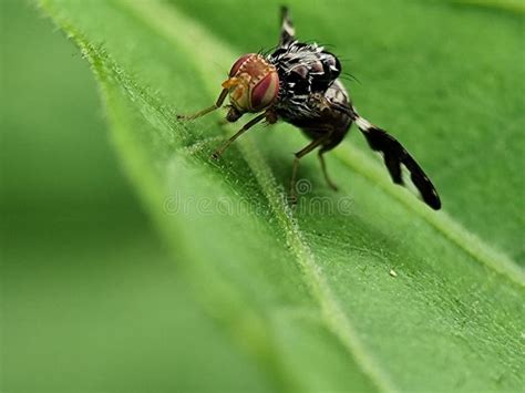 Image result for Maggot Fly Pattern