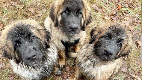 Leonberger Puppies
