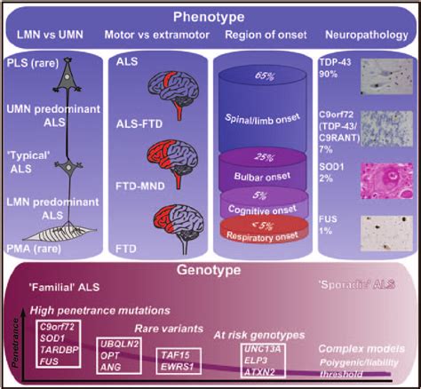 Image result for Upper Motor Neuron Function