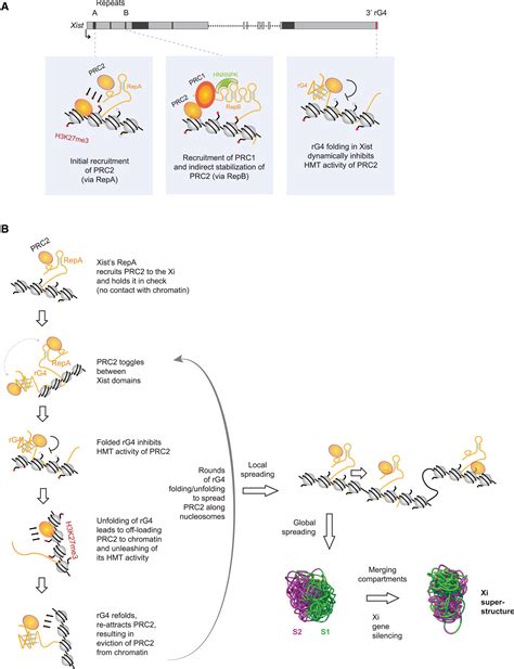 PRC2-RNA interactions: Viewpoint from YongWoo Lee and Jeannie T. Lee ...