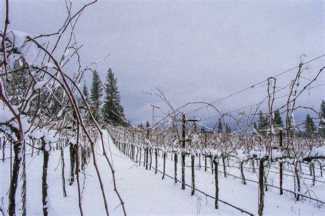 Fore Family - Tamber Bey