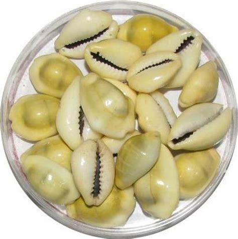 Authentic Shankh & Conch Shells - Pooja Items