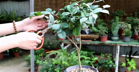 茶花开完花，正待修剪时，春天狠剪，夏秋冬莫动，花苞才满枝