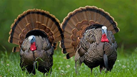 How Long Is Turkey Season In Kentucky at Holly Suarez blog