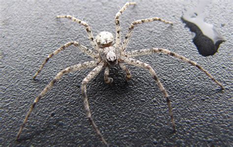 10 Intriguing Facts About Running Crab Spider - Facts.net