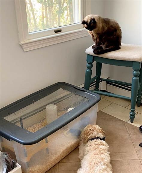 Image result for Hay Box Brooder