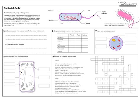 Cells (animal, plant and bacterial) | Teaching Resources