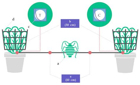 In Vivo Bioassay of the Repellent Activity of Caraway Essential Oil ...