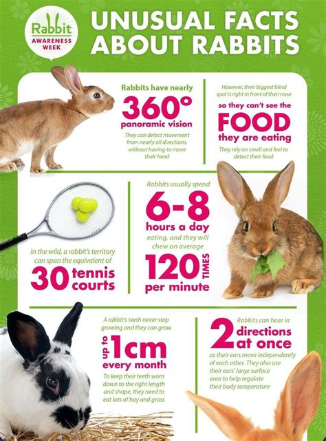 Fun Facts About Rabbits For Preschoolers at Bernadette Preusser blog