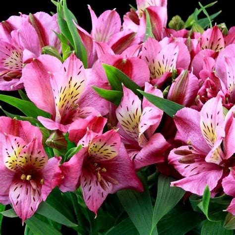 Альстромерия Intenz Pink 1 шт. купить на OZON по низкой цене (1608225945)