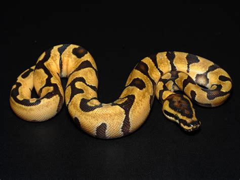 Image result for Enchi Royal Python