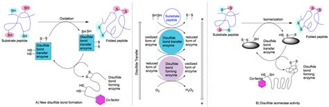 Cellular Disulfide Bond Formation in Bioactive Peptides and Proteins