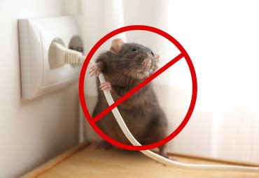 Pest Control In Mumbai | Same Day Pest Control Services