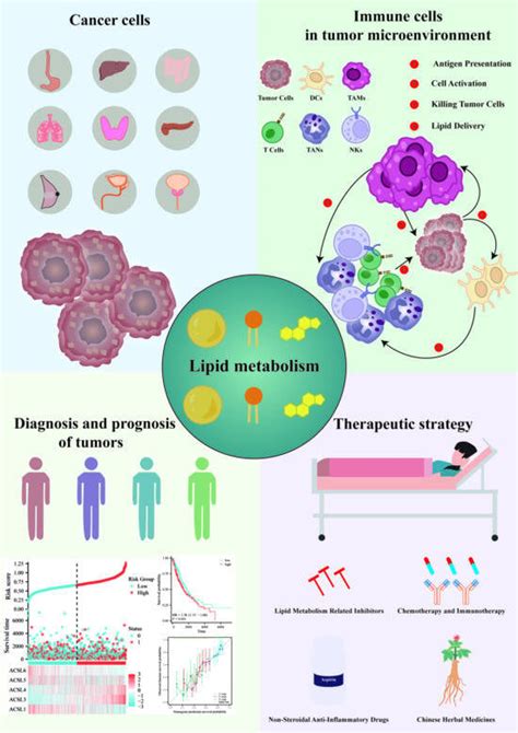 Lipid Metabolism Reprogramming in Cancer: Insights into Tumor Cells and ...