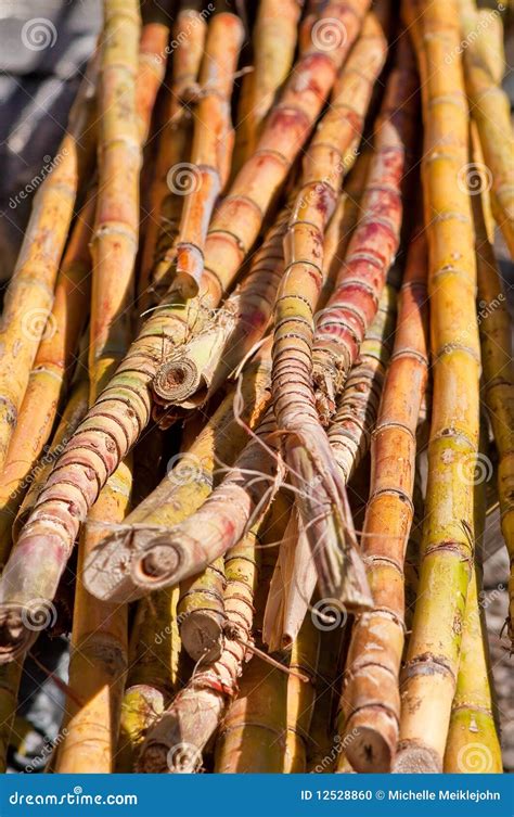 Raw sugar cane stock photo. Image of carbohydrates, cane - 12528860