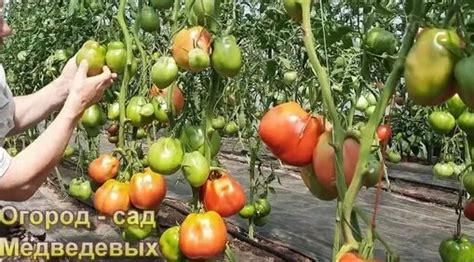 Разнообразие сортов томатов. Про развитие кустов, уход и урожай, для ...