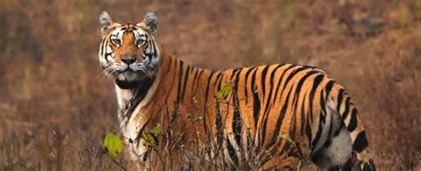 Meet the Ultimate Luxury at Pench’s Baghvan by Taj Hotels