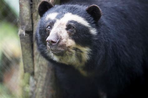 Cazan un oso de anteojos en Perú y se enfrentan a sanciones - EFEverde