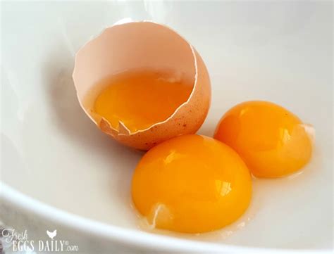 Egg Anatomy | What's Inside that Eggshell Anyway? - Fresh Eggs Daily ...