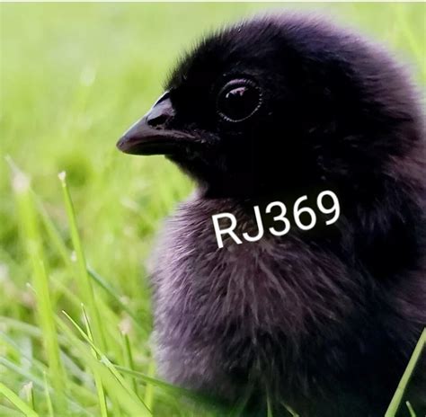 1 Pure Ayam Cemani Fertile Hatching Egg Totally India | Ubuy