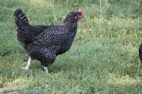 Cuckoo Maran Chickens For Sale | Dark Brown Egg Layers | Cackle Hatchery®