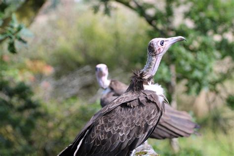 First Egg for Critically Endangered Hooded Vultures | Horstmann Trust