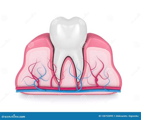 Tooth Gums Illustration Cartoon Vector | CartoonDealer.com #221380965