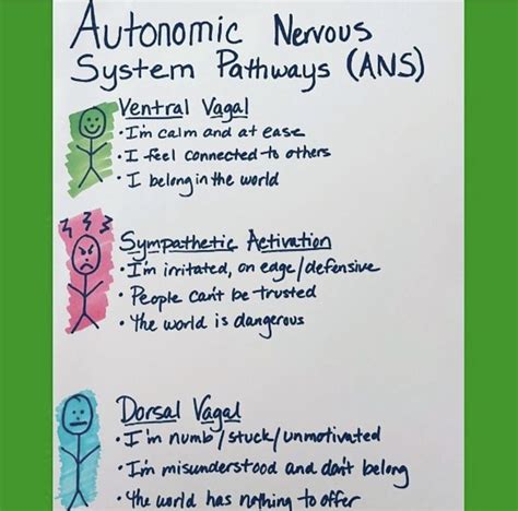 Image result for Nervous System Classification