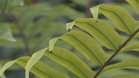 Protecting plants and pets in cold weather