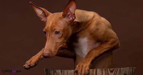 Top 10 Italian Dog Breeds In The World