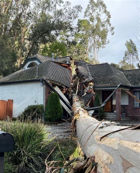 Eucalyptus Tree Quotes