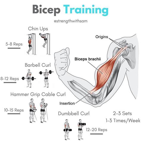 Best Bicep Exercise For Veins at Carol Bandy blog