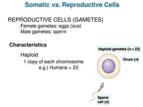 PPT - Exploring Cell Division & Genetic Heredity: Mitosis, Meiosis, and ...