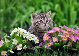 Image result for Cute Animals in Spring