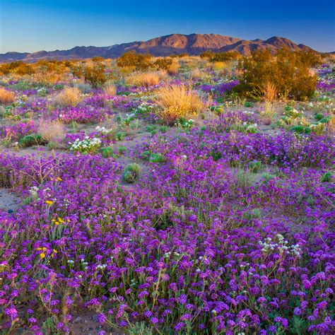 Purple Mountain Wildflowers