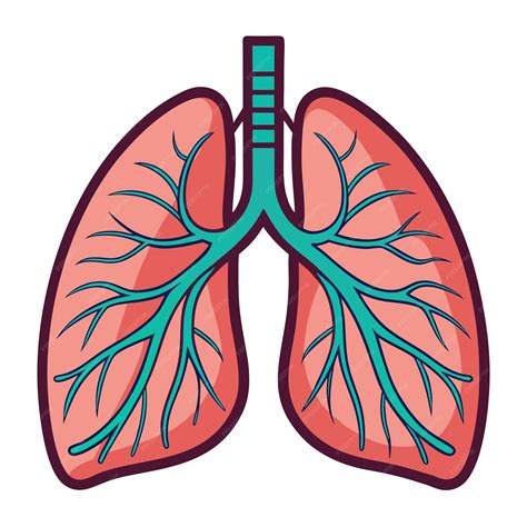 Human lung anatomy clipart vector art and illustration | Premium AI-generated vector