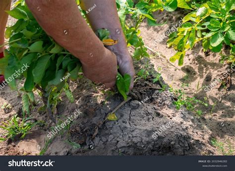 Image result for Uprooting Using Hands