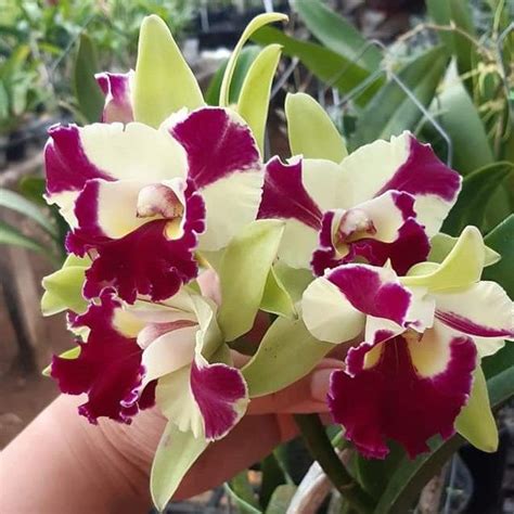 Cattleya