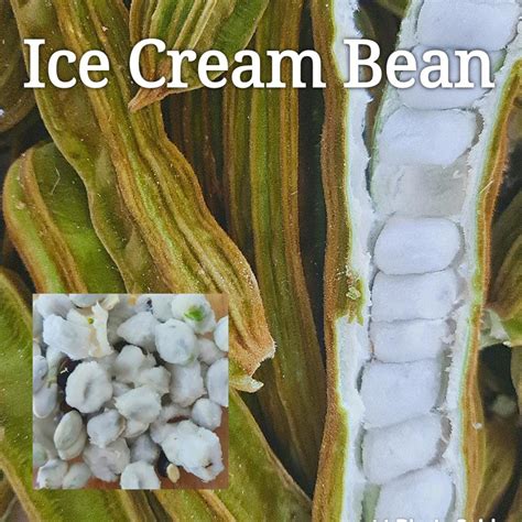 INGA aka- Ice Cream Bean - Rare Dragon Fruit
