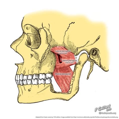 Medial Pterygoid Plate