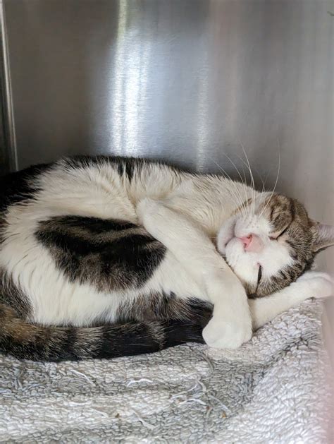 WINDHAM COUNTY HUMANE SOCIETY - Brattleboro VT - Hours, Directions ...